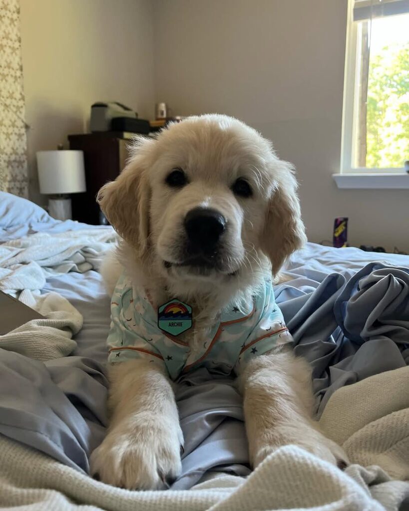 Golden Retriever Puppies For Sale