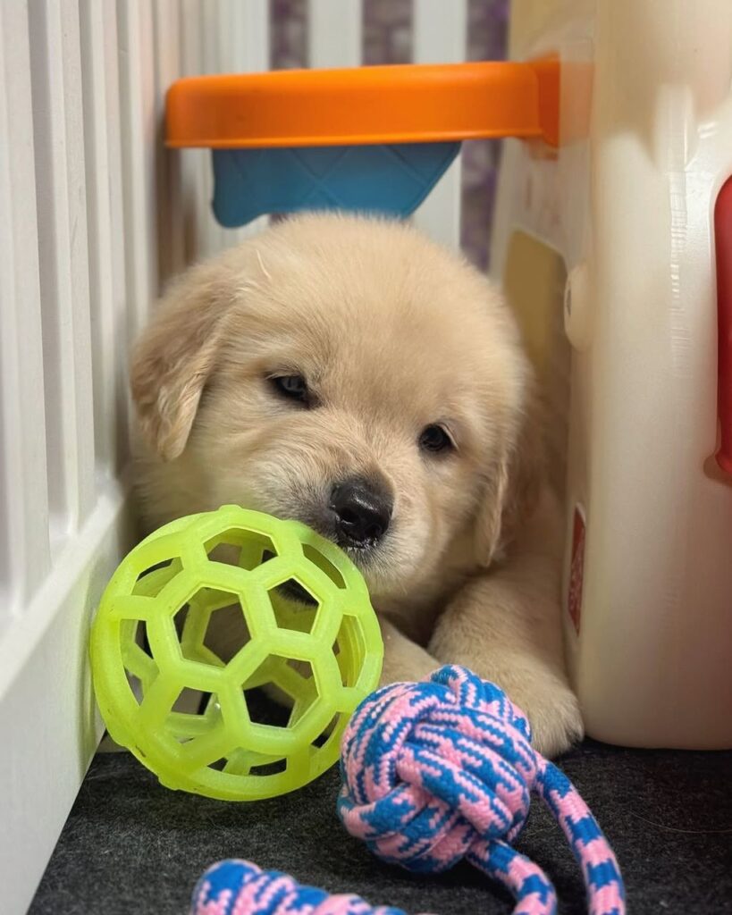 Golden Retriever Puppies For Sale