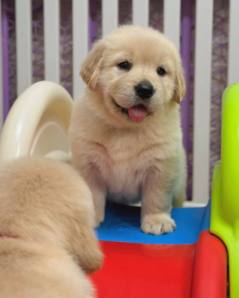 Golden Retriever Puppies For Sale