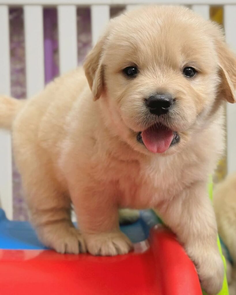 Golden Retriever Puppies For Sale