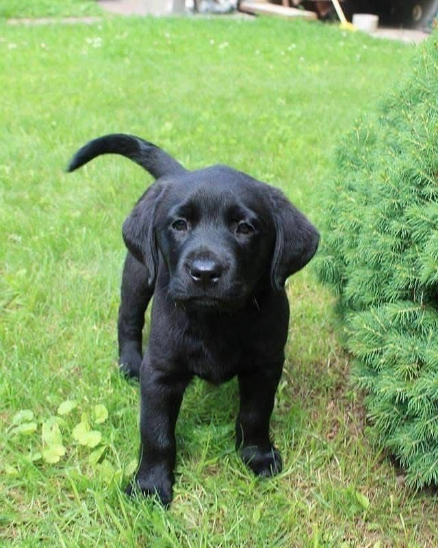 Golden Retriever Puppies For Sale