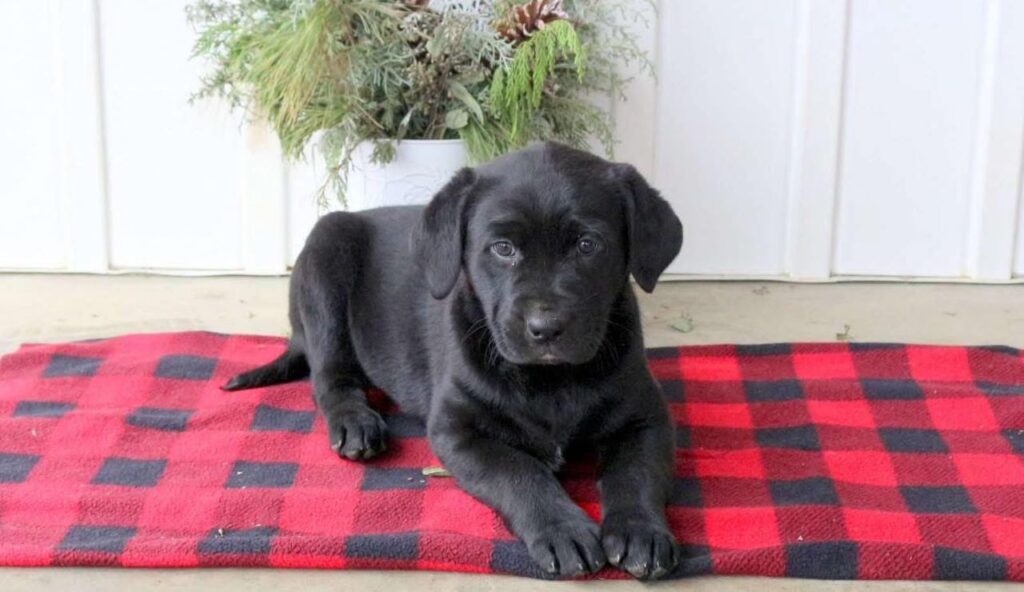 Golden Retriever Puppies For Sale