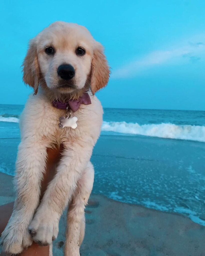 Golden Retriever Puppy For Sale