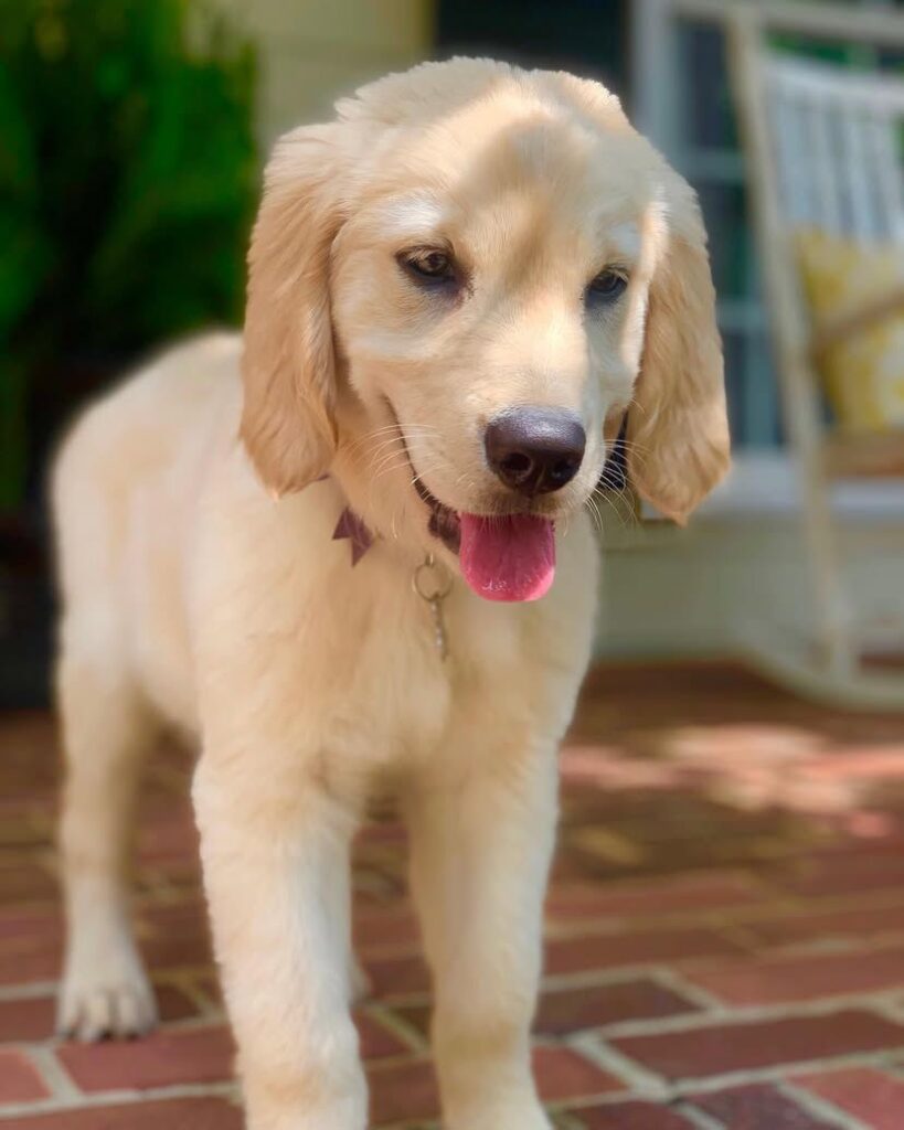 Golden Retriever Puppy For Sale