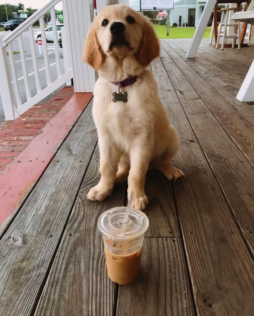 Golden Retriever Puppy For Sale