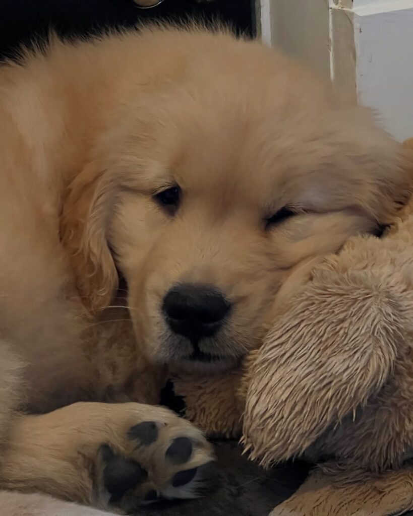 Golden Retriever For Sale Near Me