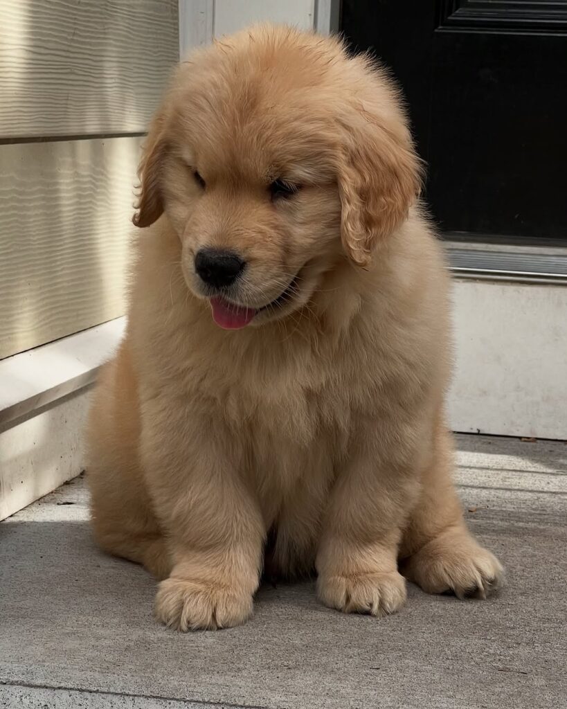 Golden Retriever For Sale Near Me
