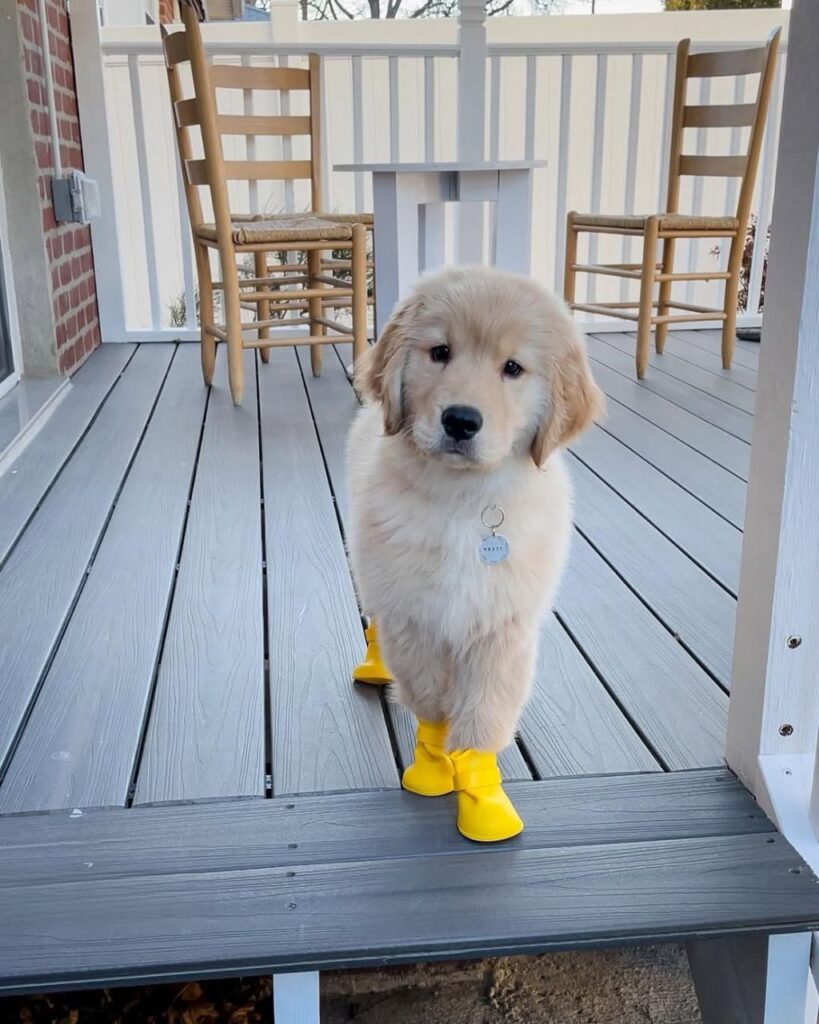 Golden Retriever Puppy For Sale