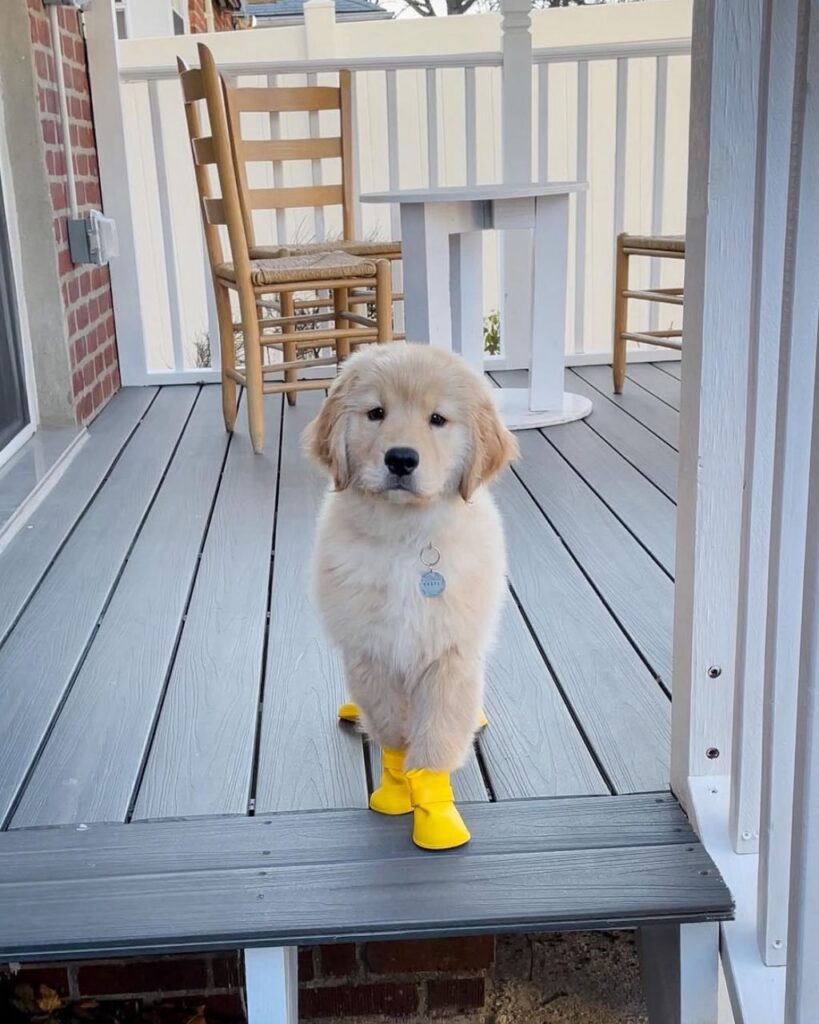 Golden Retriever Puppy For Sale Golden Retriever Puppy For Sale