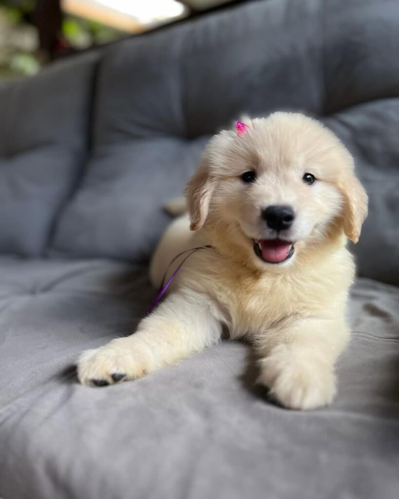 Golden Retriever Puppy For Sale California