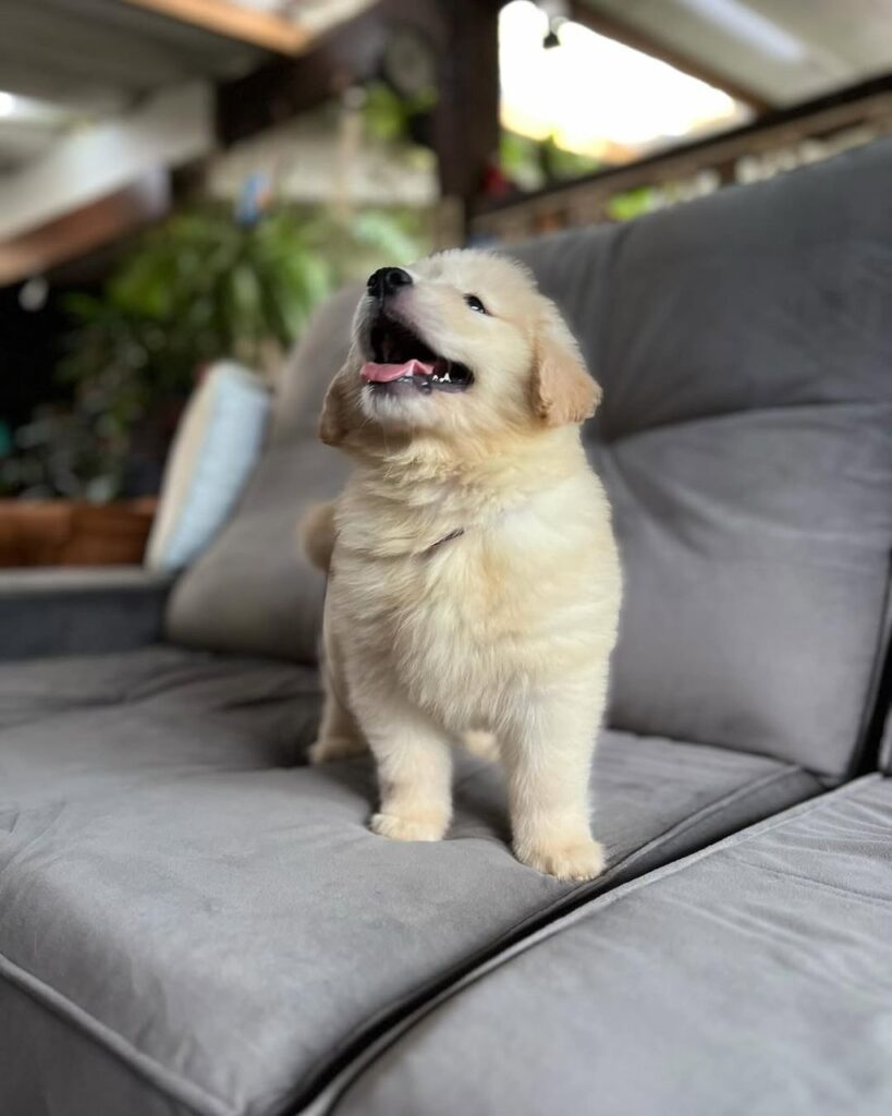 Golden Retriever Puppy For Sale California