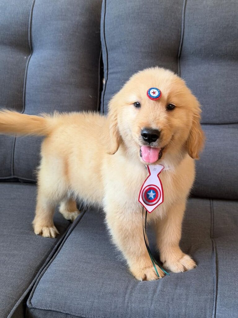 Golden Retriever Puppy For Sale California