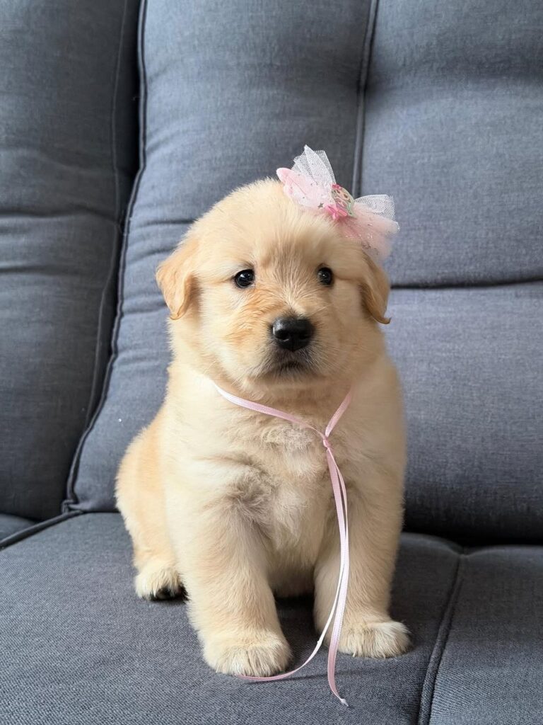 Golden Retriever Puppy For Sale California