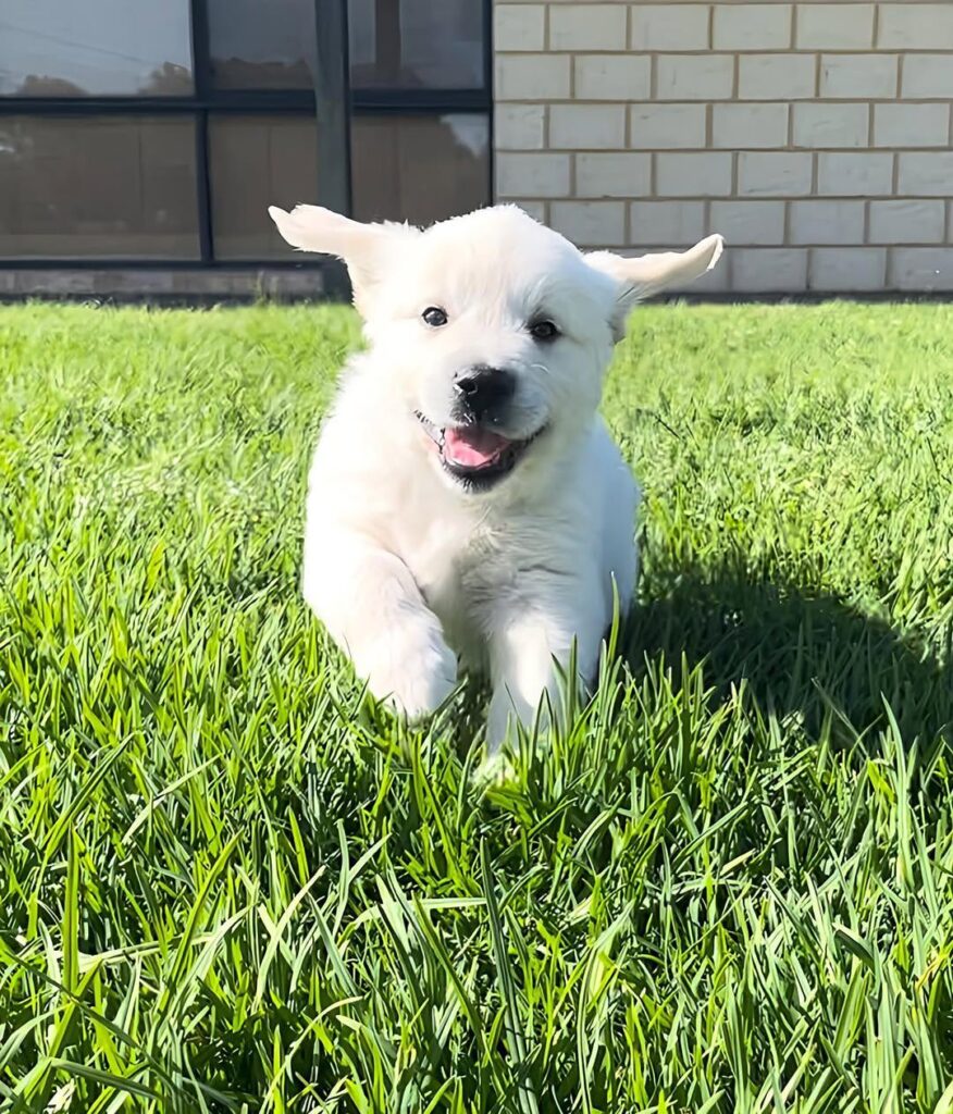 Golden Retriever Puppy For Sale Texas