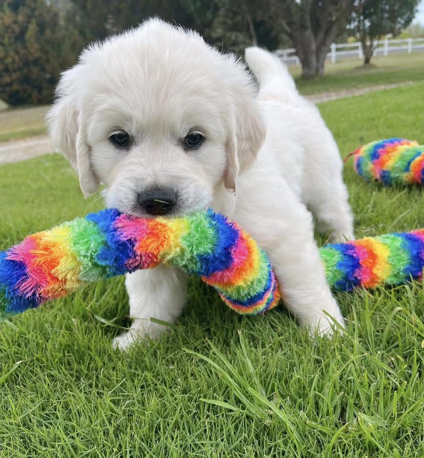 Golden Retriever Puppy For Sale Texas