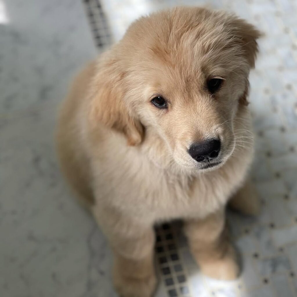 Golden Retriever Puppies For Adoption