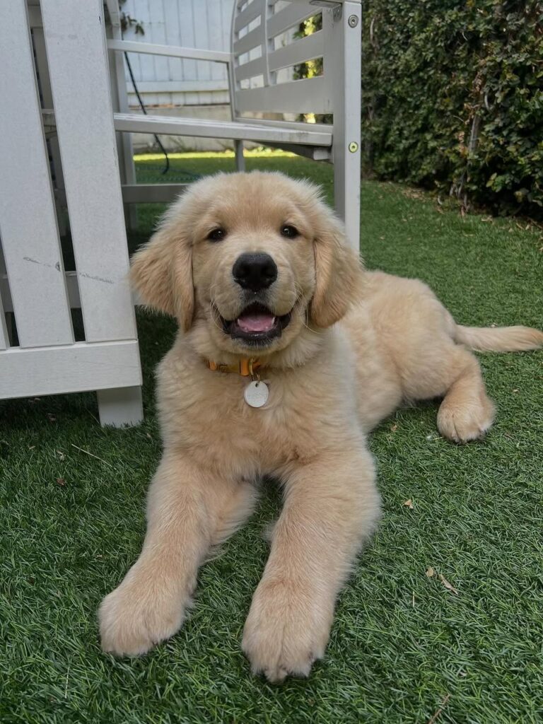 Golden Retriever Puppies For Sale Near Me
