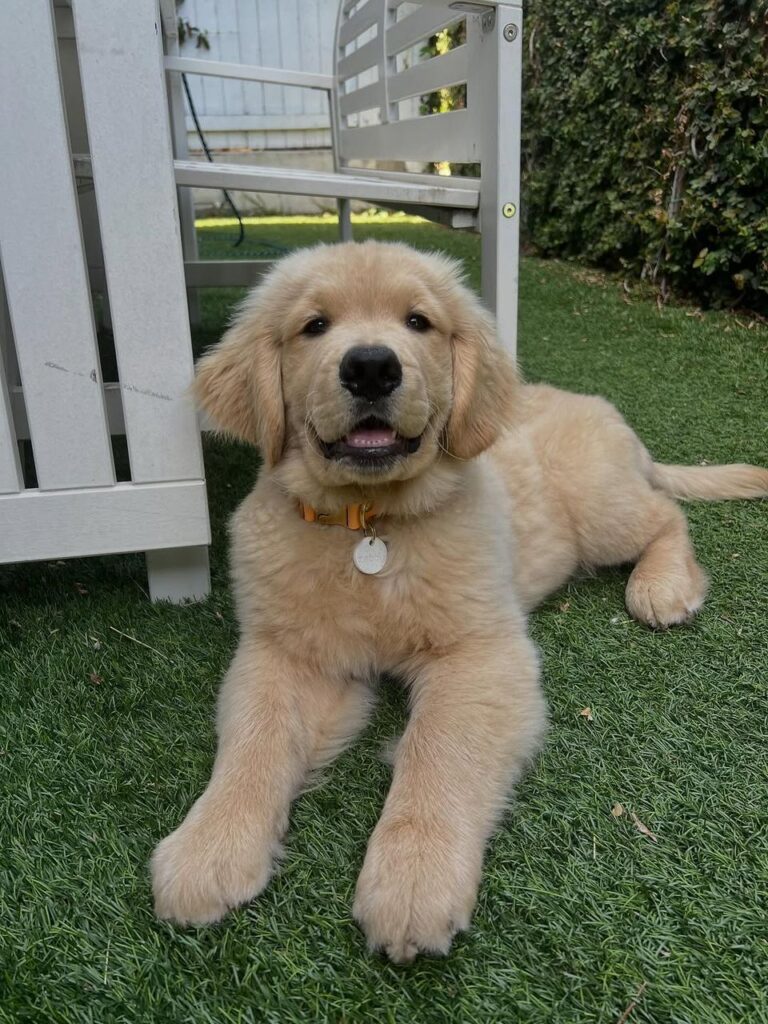 Golden Retriever Puppies For Sale Near Me
