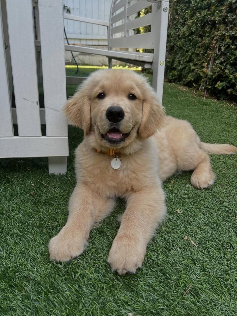 Golden Retriever Puppies For Sale Near Me